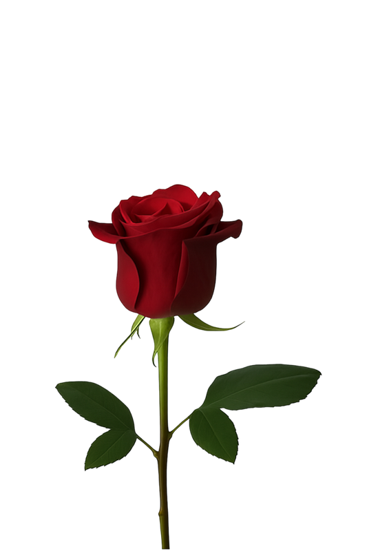 Rose Explorer