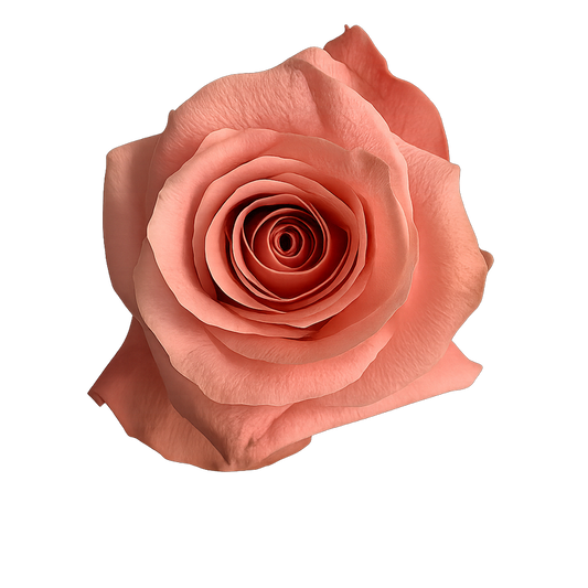 Rose Be Sweet