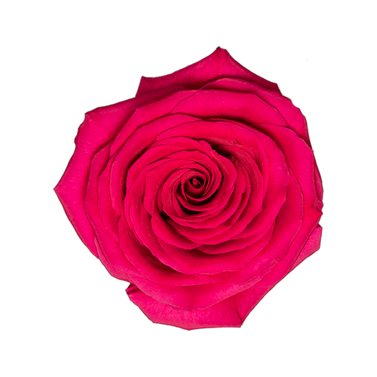 Rose Gotcha