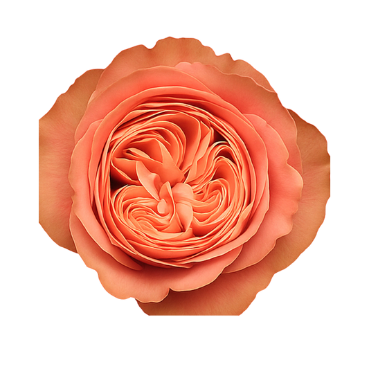 Rose Kahala