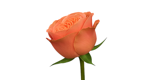 Rose Kahala