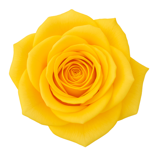 Rose Momentum