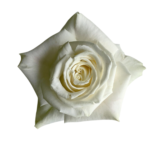 Rose Playa Blanca