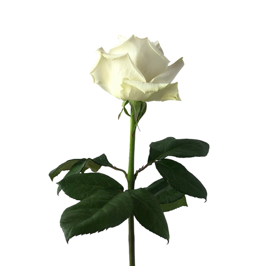 Rose Playa Blanca
