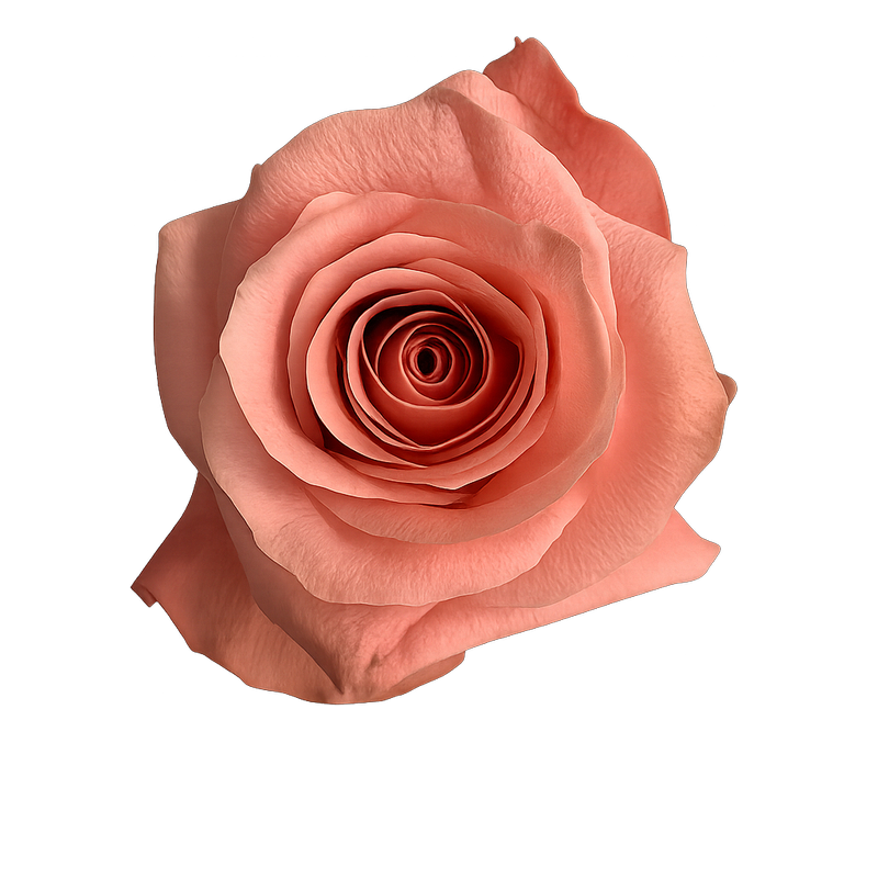 Rose Be Sweet