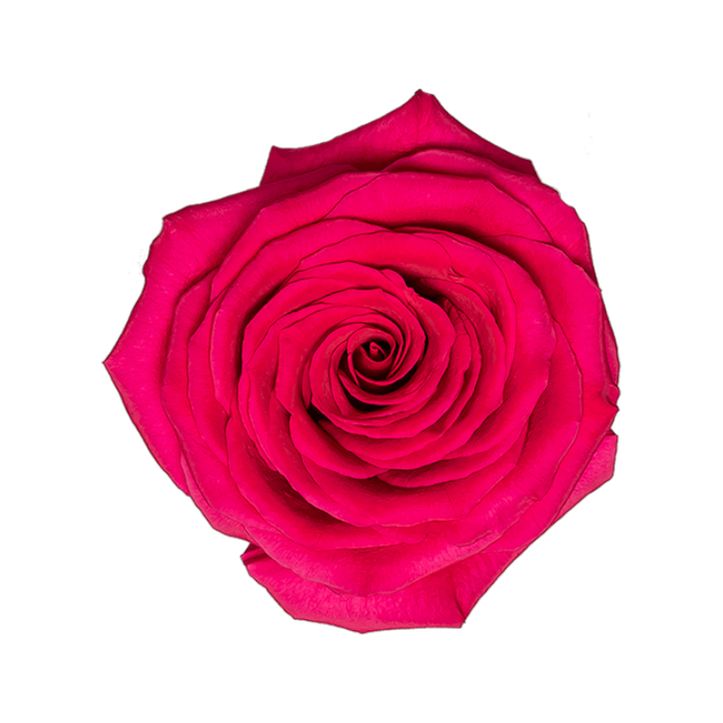 Rose Gotcha