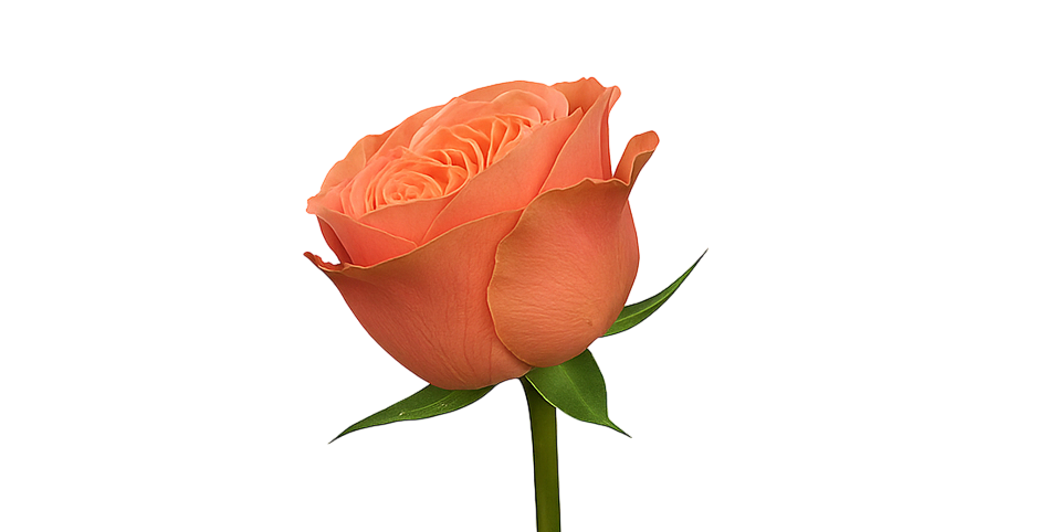 Rose Kahala
