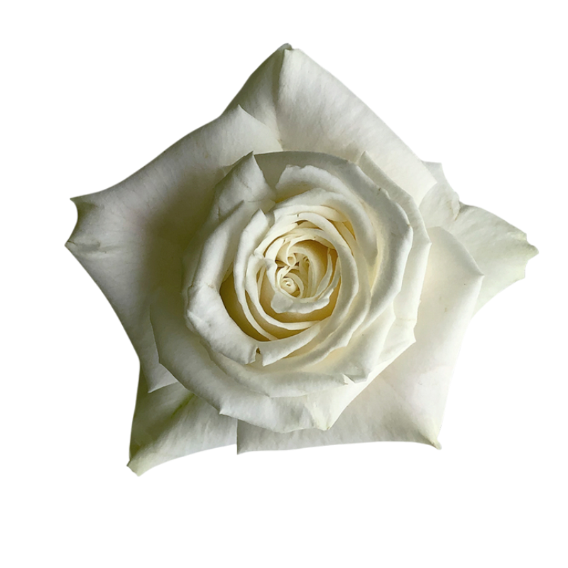 Rose Playa Blanca