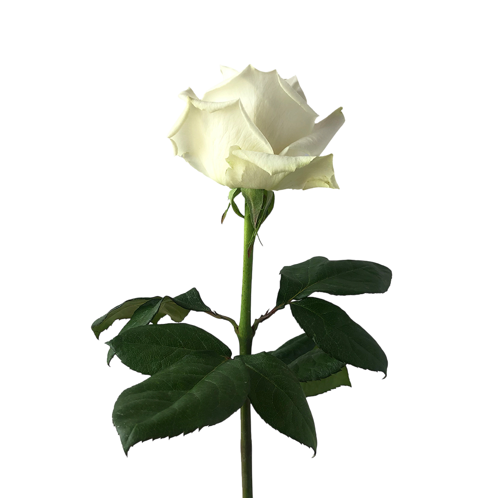Rose Playa Blanca